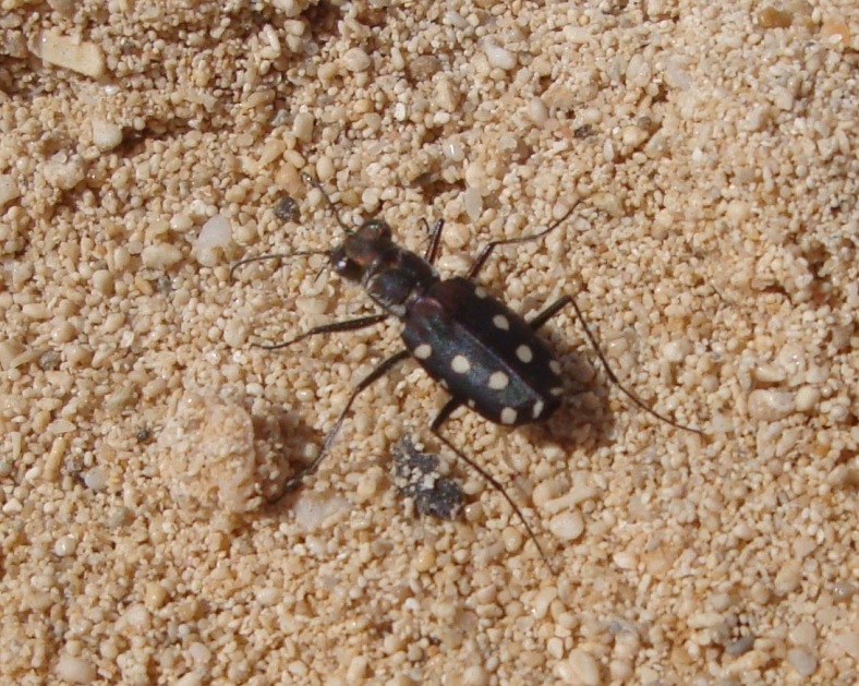 ID